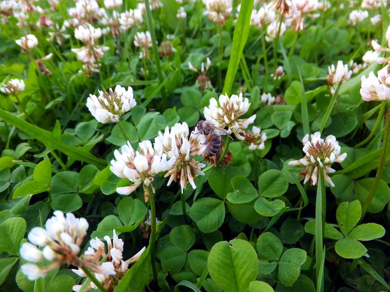 Clover lawn