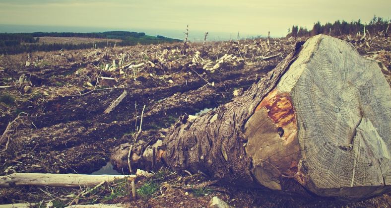 deforestation sustainability issues