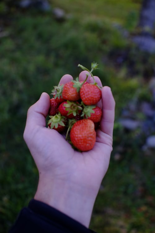 permaculture garden design