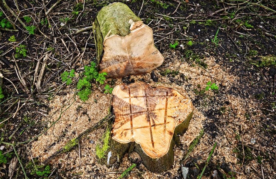 tree removal stump grind