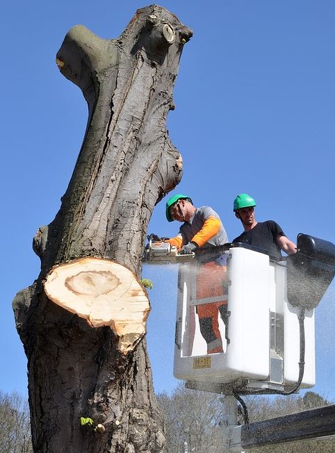tree removal arborist 