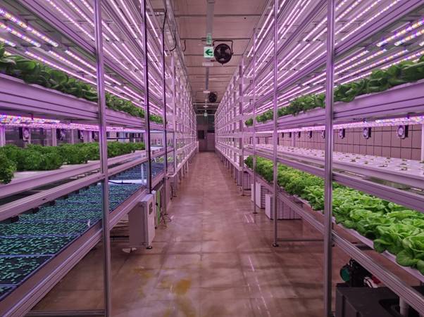 hydroponic plants