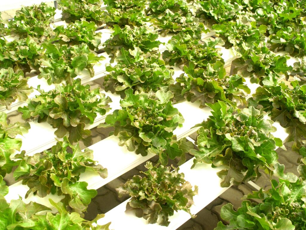 hydroponic plants