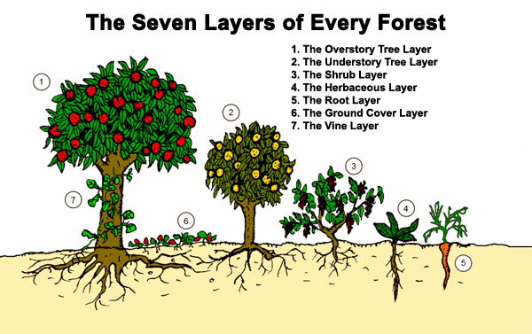 permaculture seven layers