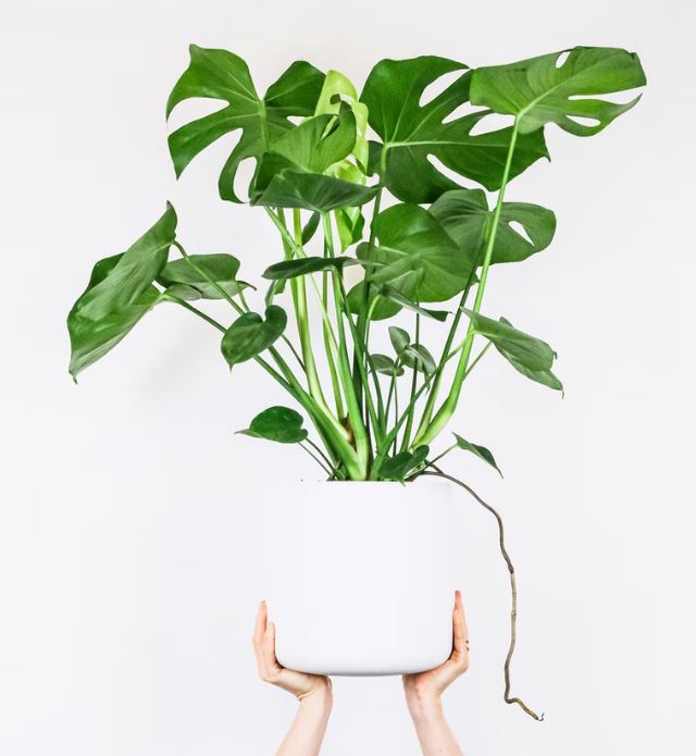 The Fruit Salad Plant Everything You Need to Know