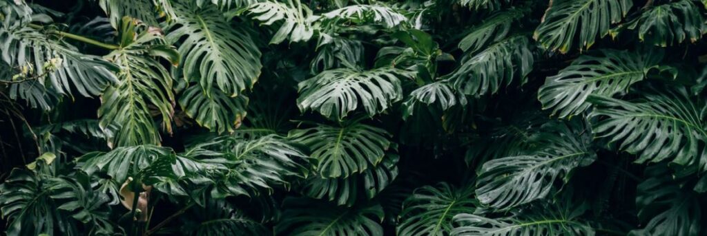 fruit salad plant