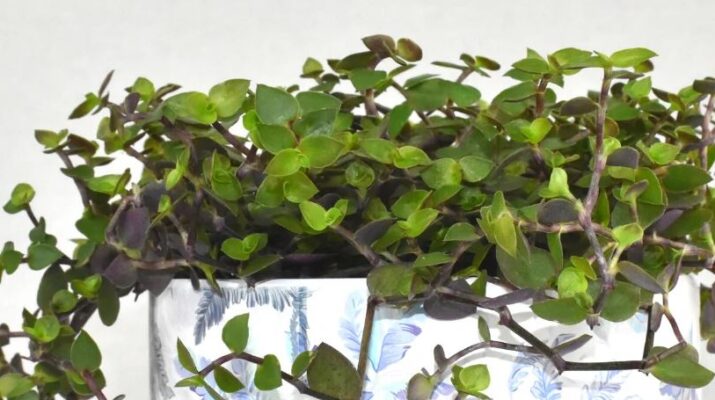 turtle vine plant