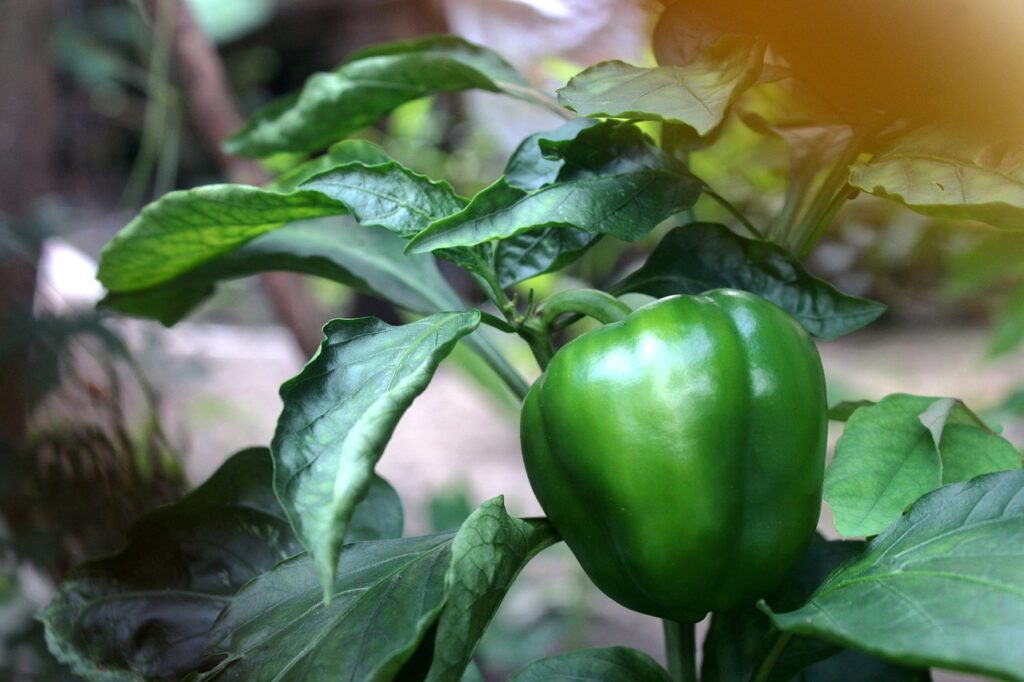 capsicum plant