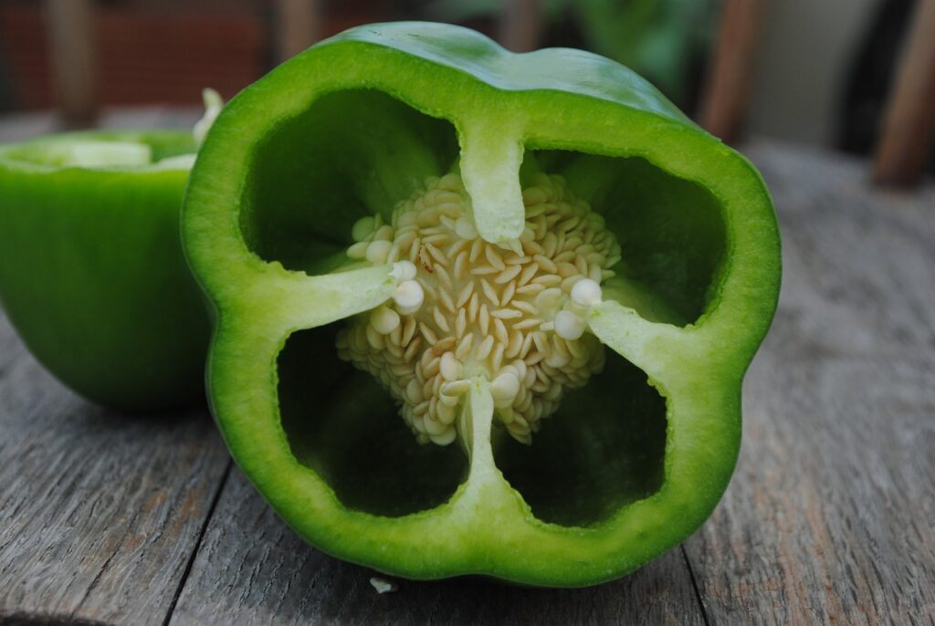 capsicum plant