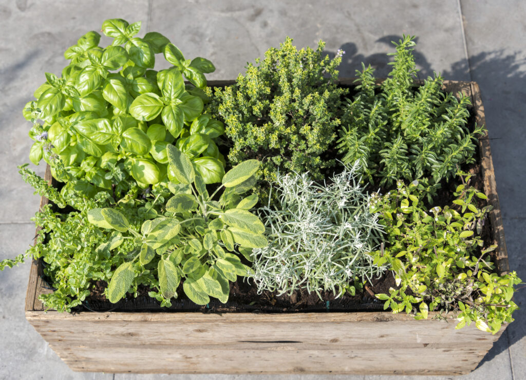 Herbs to Plant Together Companion Herbs for Every Garden