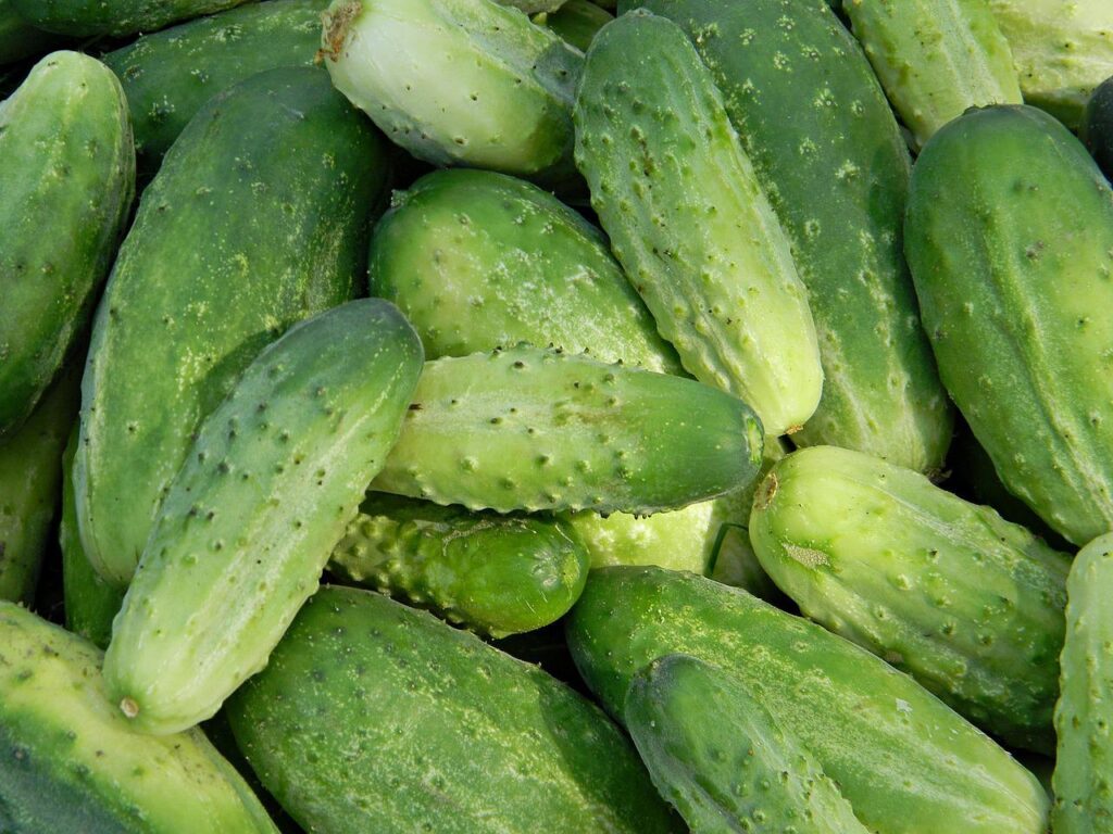 Hydroponic Cucumbers; What Do I Need to Know? SkyPerma