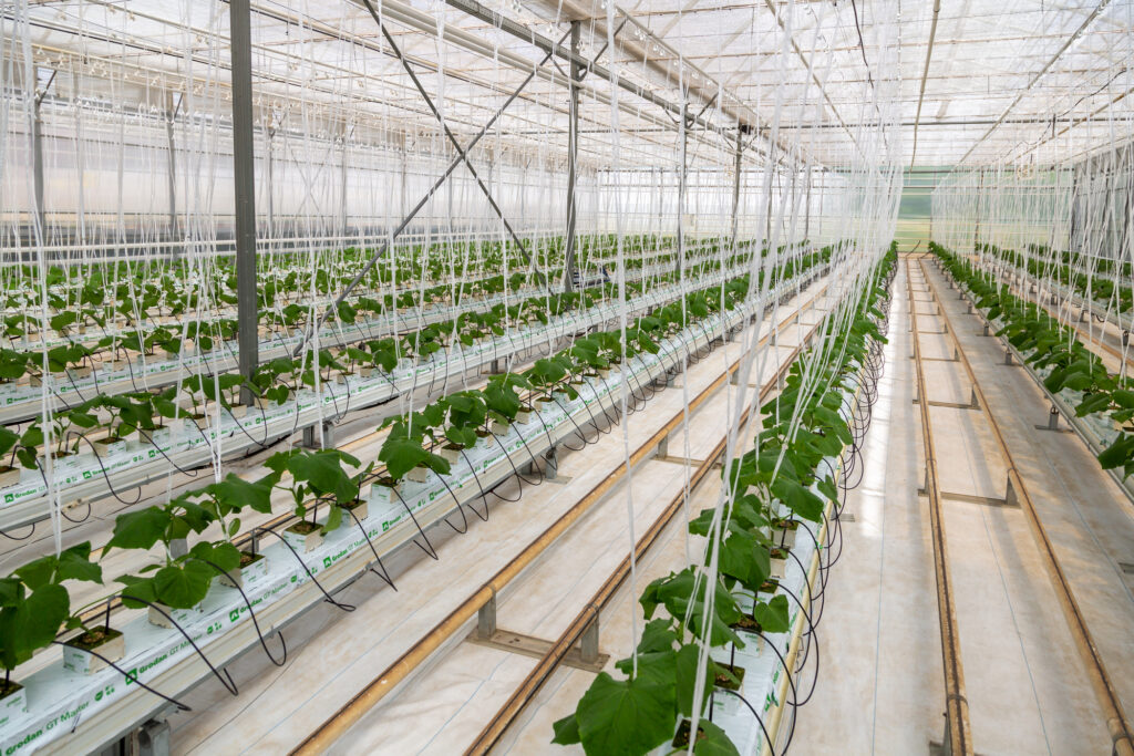 Hydroponic Cucumbers; What Do I Need to Know? SkyPerma