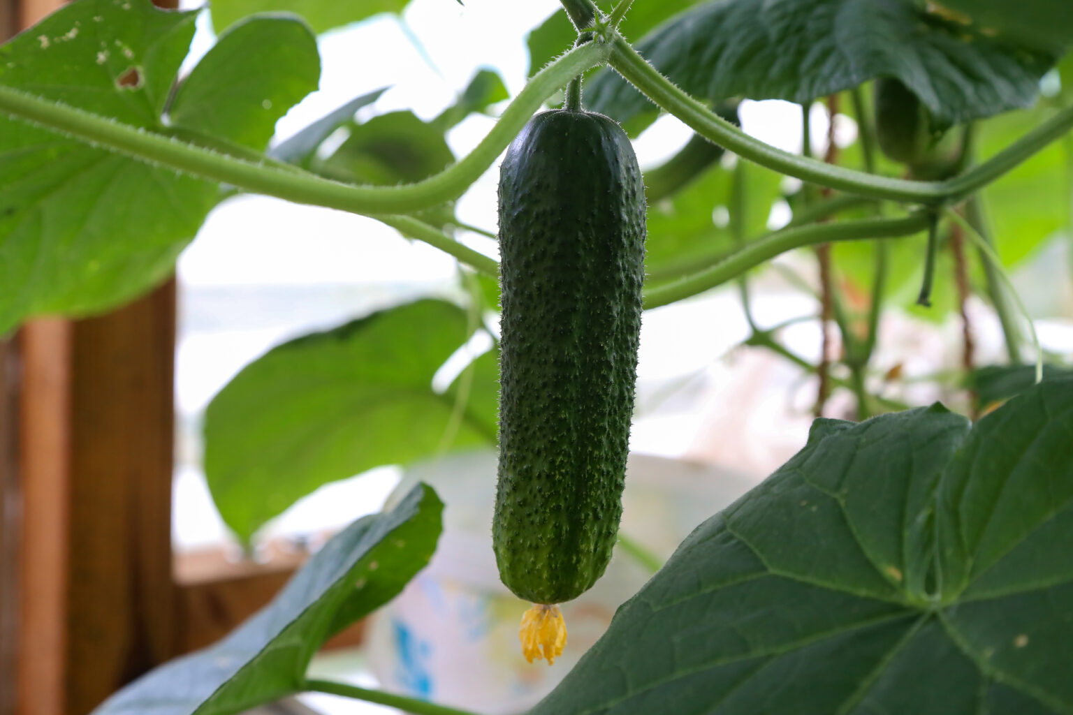 Hydroponic Cucumbers; What Do I Need to Know? SkyPerma