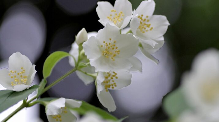 Winter jasmine: Elegant Chinese flower welcomes the coming of