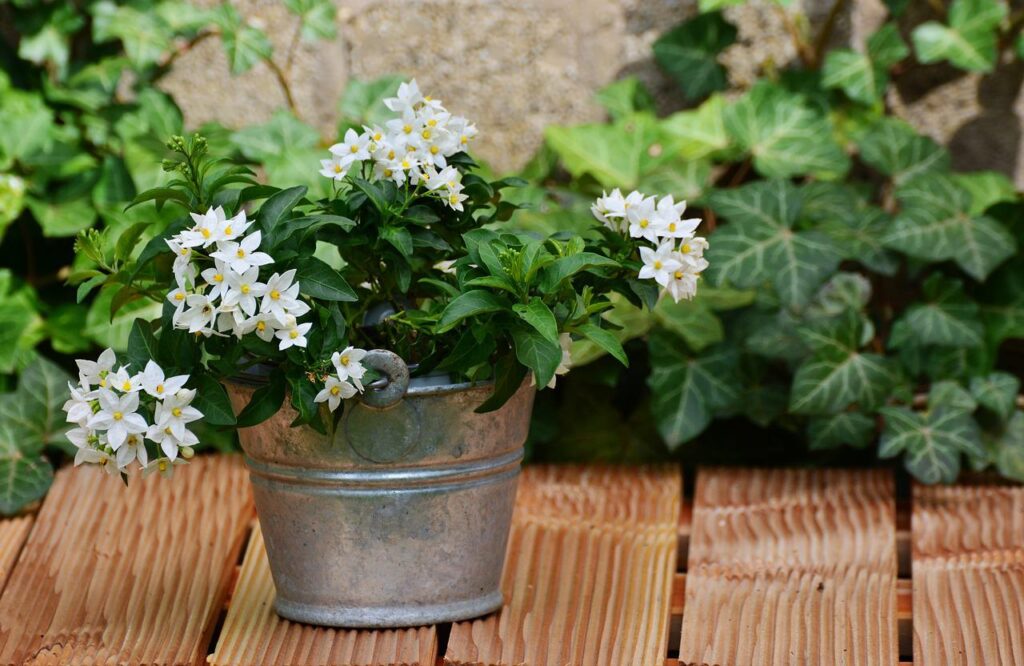 Flowering Jasmine