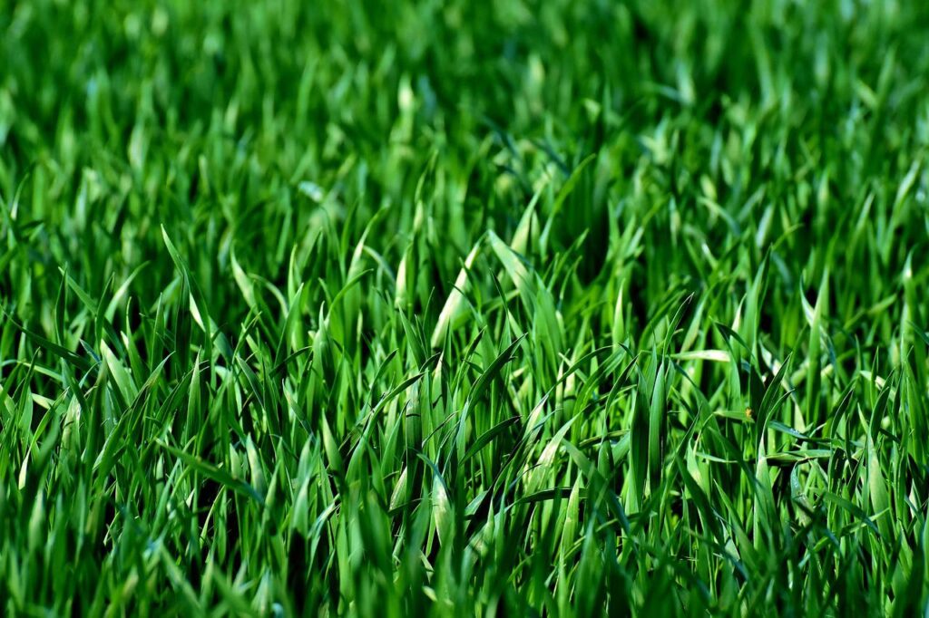 Grass Cuttings