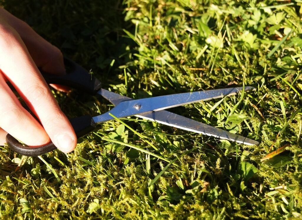 Grass Cuttings