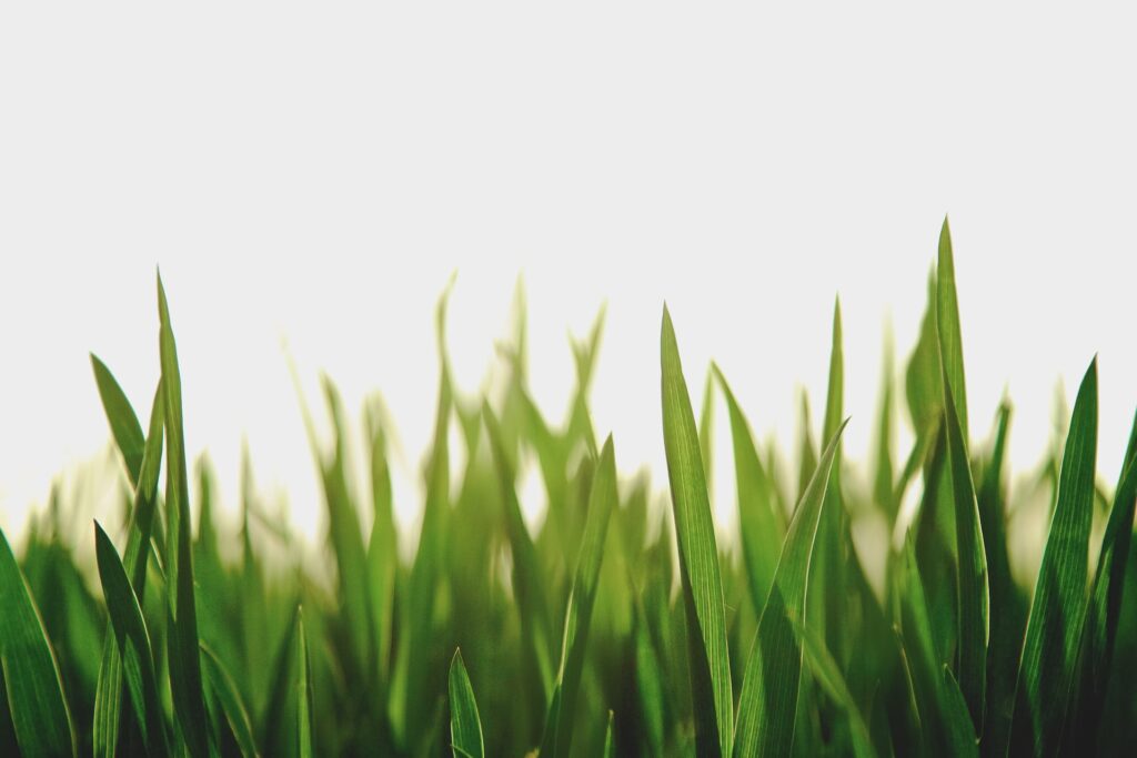 Grass Cuttings
