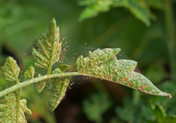 common plant pests