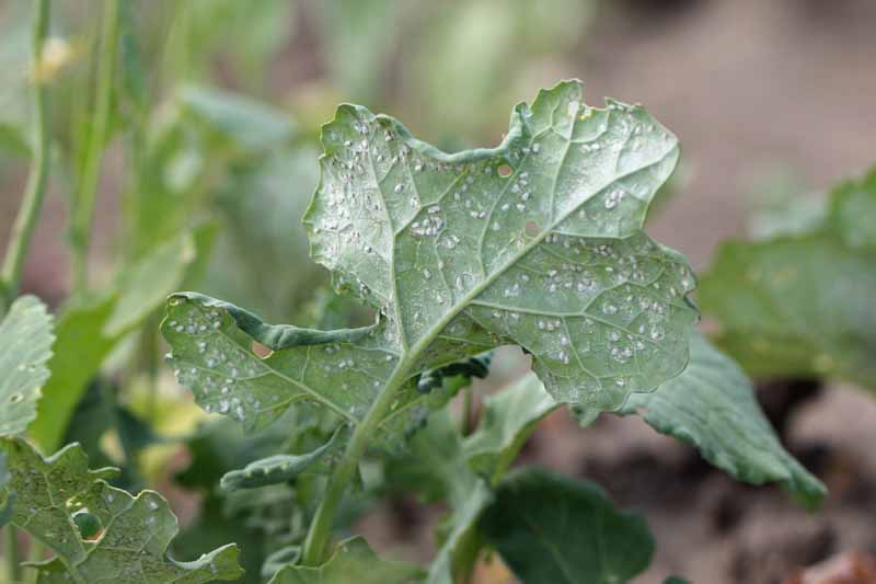 common plant pests