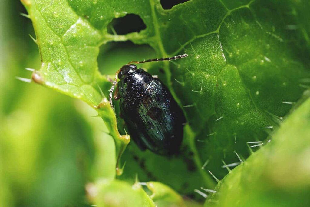 common plant pests