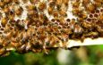 The Benefit of Honey Bees: The Importance on Our Ecosystem