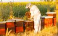 Top Ten Beekeeping Blogs 