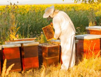 Top Ten Beekeeping Blogs 