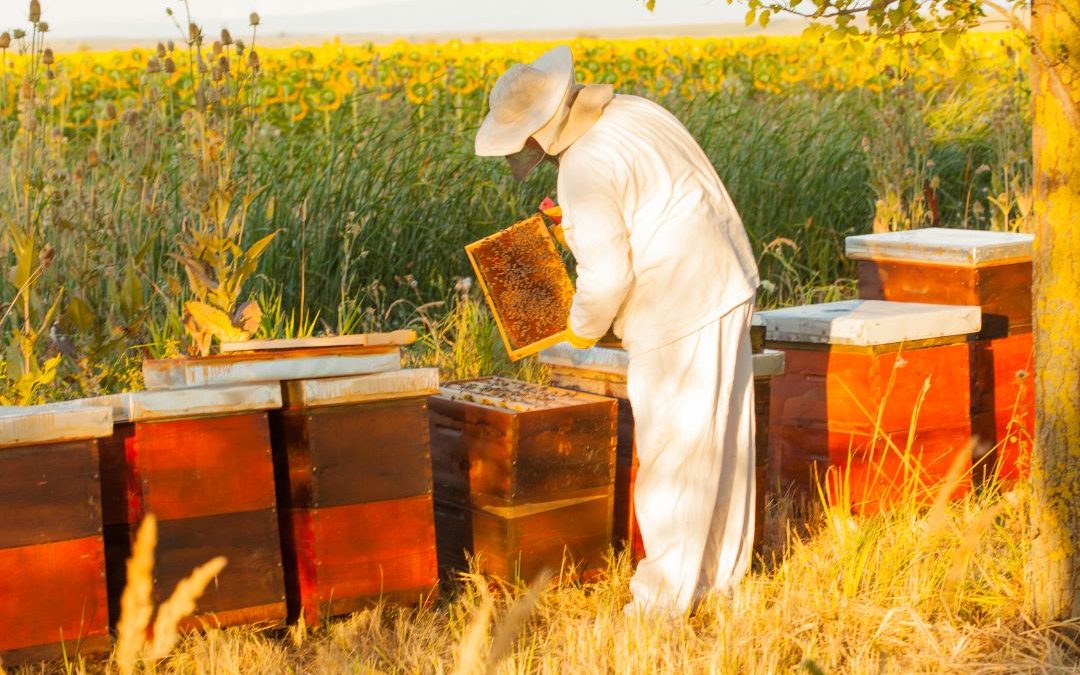 6 ways to join the beekeeping community - PerfectBee